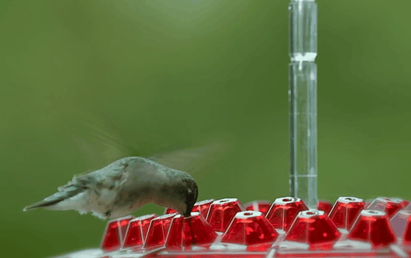 NECTARVAULT – 30 Port Hummingbird Feeder Ant Resistant Design