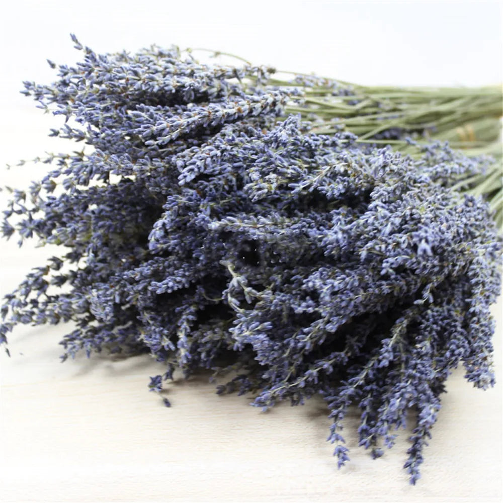 Dried Lavender Bundles for Home Decor & Aromatherapy | Fragrant Floral Stems for Sachets, Potpourri, Wedding Arrangements | Rustic Farmhouse