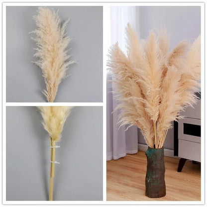 PLUMENEST – Pampas Grass Stems for Cozy Decorative Character