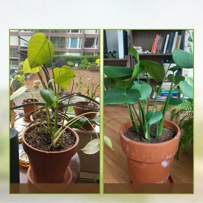 Water-Soluble Soil Activator for Houseplants, Vegetables & Gardens – pH Balancing Plant Food Concentrate 3-Pack