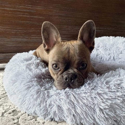 Round Raised-Edge Pet Bed with Plush Faux Fur Fill for Dogs & Cats
