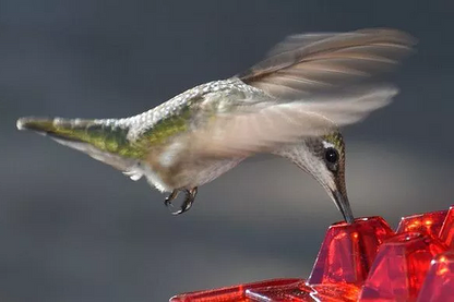 12 oz Hanging Hummingbird Feeder with 30 Feeding Ports & Built-In Ant Moat for Backyard Birds Outdoor Garden Patio Deck