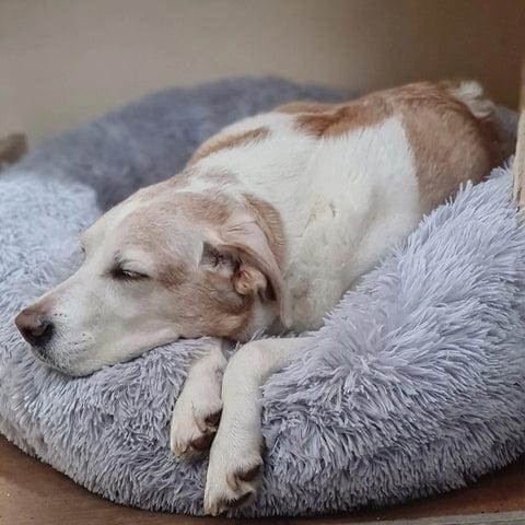 Round Raised-Edge Pet Bed with Plush Faux Fur Fill for Dogs & Cats
