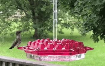 Avent Hummingbird Feeder - UV-Resistant, Ant-Proof Design