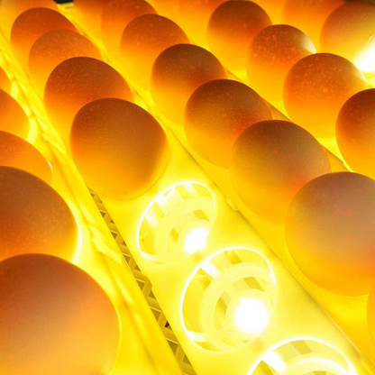 Automatic 56-Egg Incubator with Digital Display & Auto-Turn for Chickens, Ducks, Quail & Geese