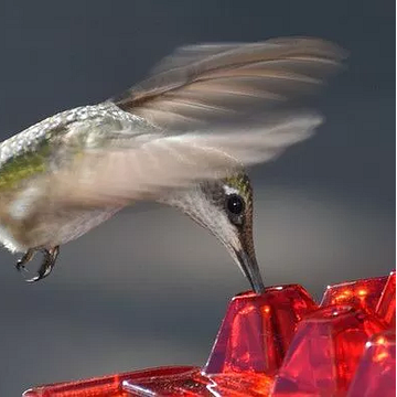 NECTARVAULT – 30 Port Hummingbird Feeder Ant Resistant Design