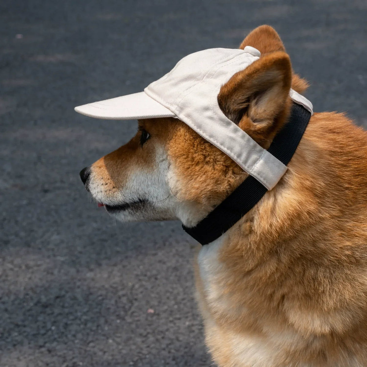 Ortekor PawShade | Dog Baseball Cap with Ear Holes | Adjustable Sun Hat for Summer Comfort