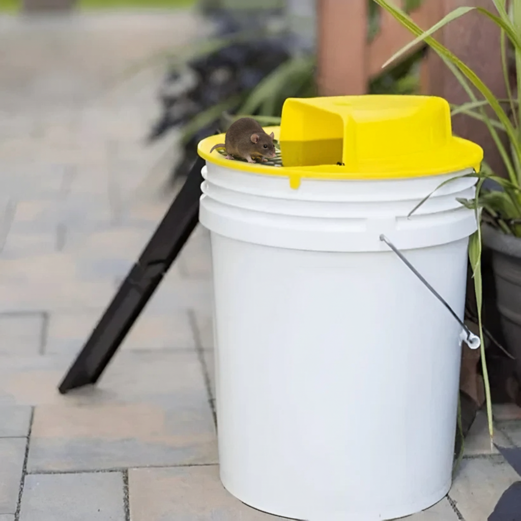 Automatic Multi-Catch Rodent Trap with Self-Resetting Tipping Platform for Bucket Setup