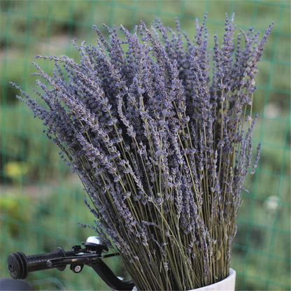 Dried Lavender Bundles for Home Decor & Aromatherapy | Fragrant Floral Stems for Sachets, Potpourri, Wedding Arrangements | Rustic Farmhouse
