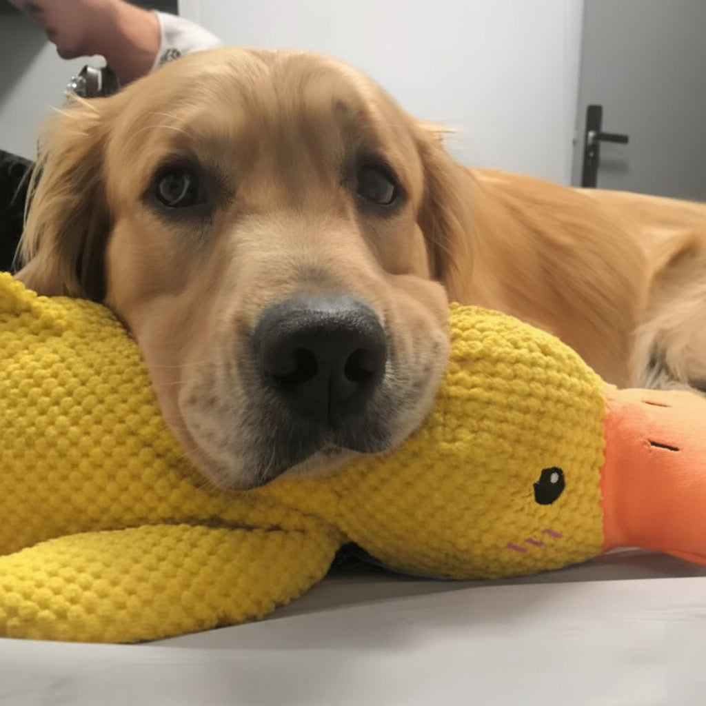 Interactive Dog Toy | Calming Duck with Quacking Sound | Engaging Chew Toy for Stress Relief