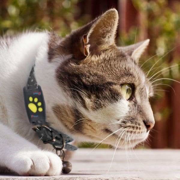 PAWTRACE – GPS Tracker For Cats Real Time Pet Locator