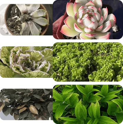 Liquid Plant Growth Booster for Stronger Roots & More Blooms – Indoor Outdoor Fertilizer for Houseplants Vegetables Herbs Succulents Fruit T