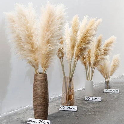 Fluffy Natural Pampas Grass Stems for Vase Displays | 16-30 Inch Dried Floral Accents for Living Room Shelf Styling Event Centerpieces Boho
