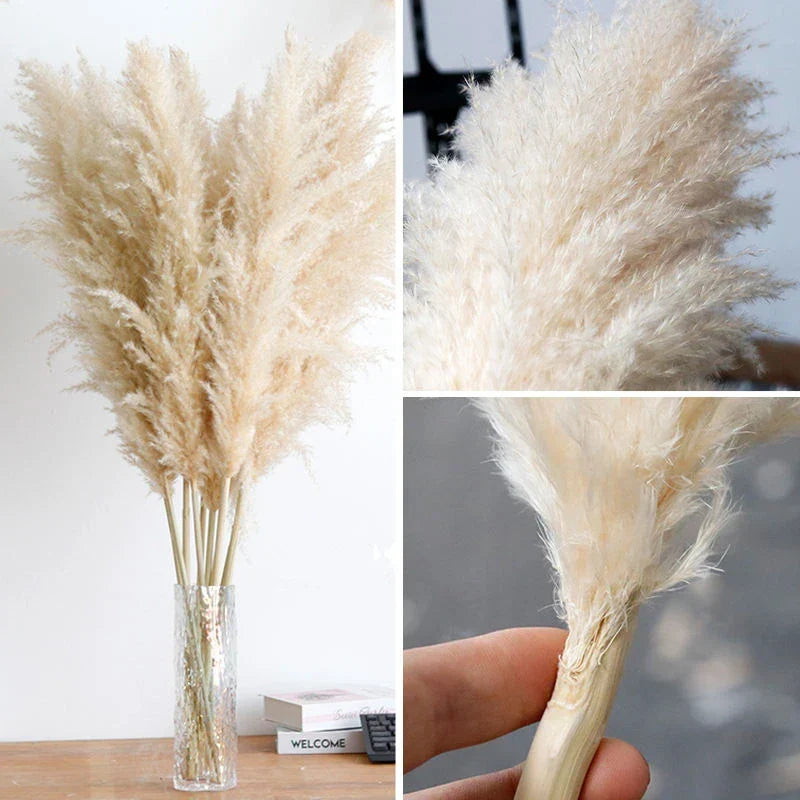 Fluffy Natural Pampas Grass Stems for Vase Displays | 16-30 Inch Dried Floral Accents for Living Room Shelf Styling Event Centerpieces Boho