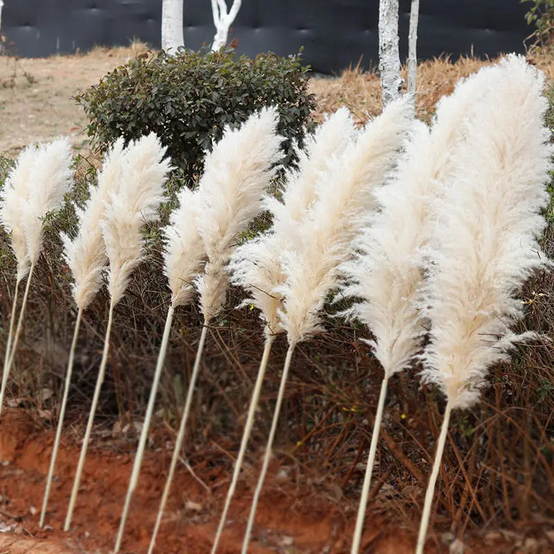Faux Pampas Grass Stems Natural Beige 10-Pack Boho Decor for Living Room Bedroom Wedding Events Fluffy Reed Bundle Centerpiece
