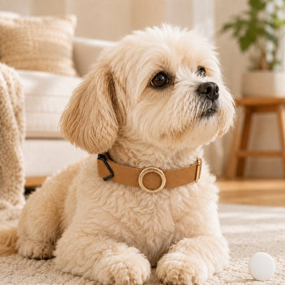 Ortekor AirTag-Compatible Pet Collar Holder for Cats & Small Dogs - No-Dangle Tracker Protection for Home, Walks & Everyday Pet Safety