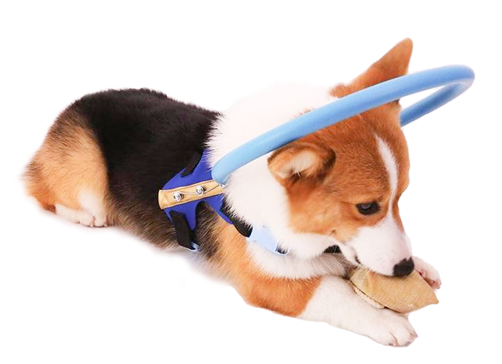 BrightGuide | Bumper Collar Harness for Blind Dogs with Lightweight Design | Safe Mobility for Daily Walks
