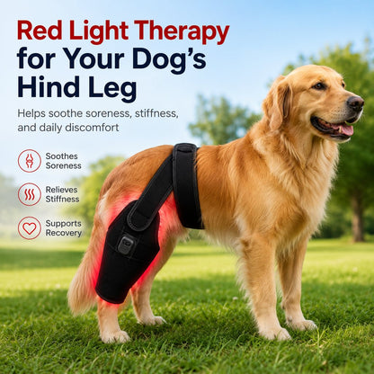Ortekor Red light therapy leg brace for dogs, suitable for senior and active dogs, provides comfort and support for hind legs during activity.