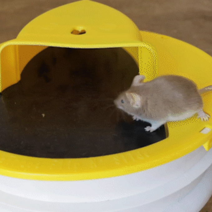 Humane Bucket-Top Rodent Catcher for Mice & Young Rats – Reusable Live Trap with Weighted Ramp – Safe for Pets & Kids