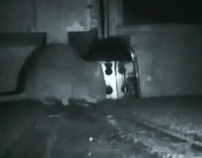 Smart Rodent Eliminator | Electric Shock Trap with Humane Dispatch | Efficient Pest Control Solution