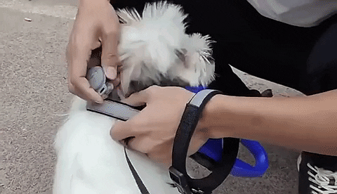 Pet Guardian | GPS Dog Tracker with Real-Time Updates | Compact Design for Safety and Control