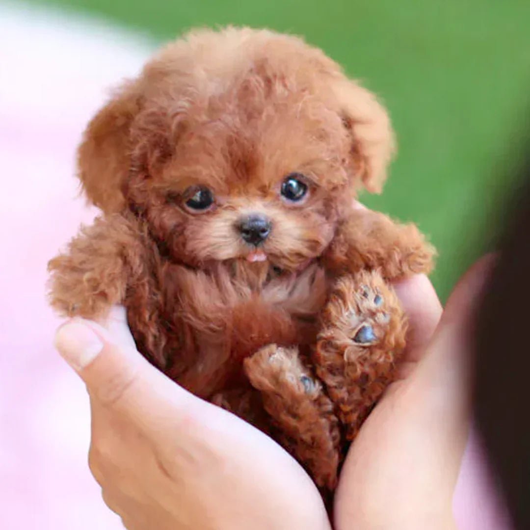 Lifelike Animated Plush Dog Toy Battery Operated Soft Fur Cuddle Buddy for Kids Seniors Companion Pet Alternative