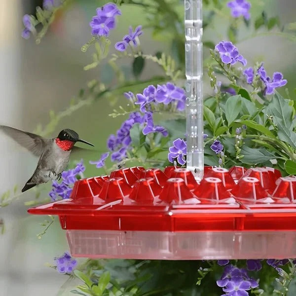 Colorful Bird Feeder with Built-in Ant Trap