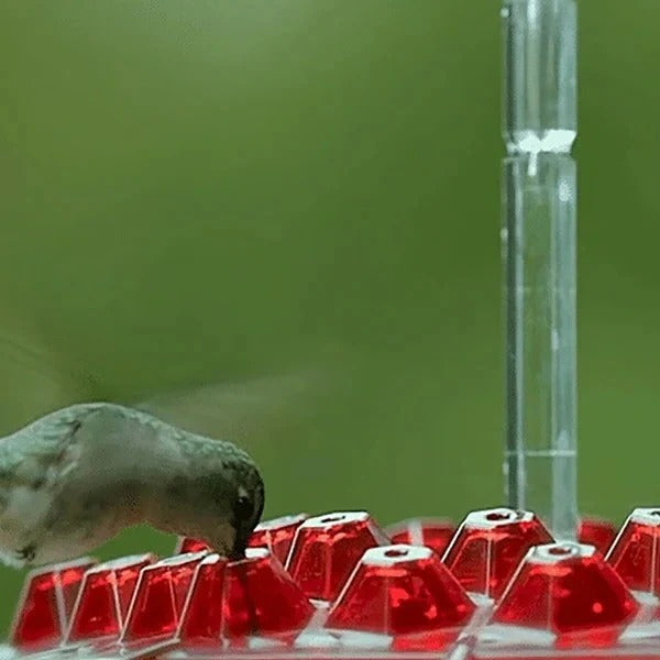 Colorful Bird Feeder with Built-in Ant Trap