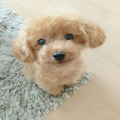 Cuddly Soft Stuffed Dog with Weighted Bottom