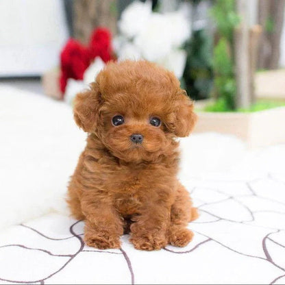 Cuddly Soft Stuffed Dog with Weighted Bottom