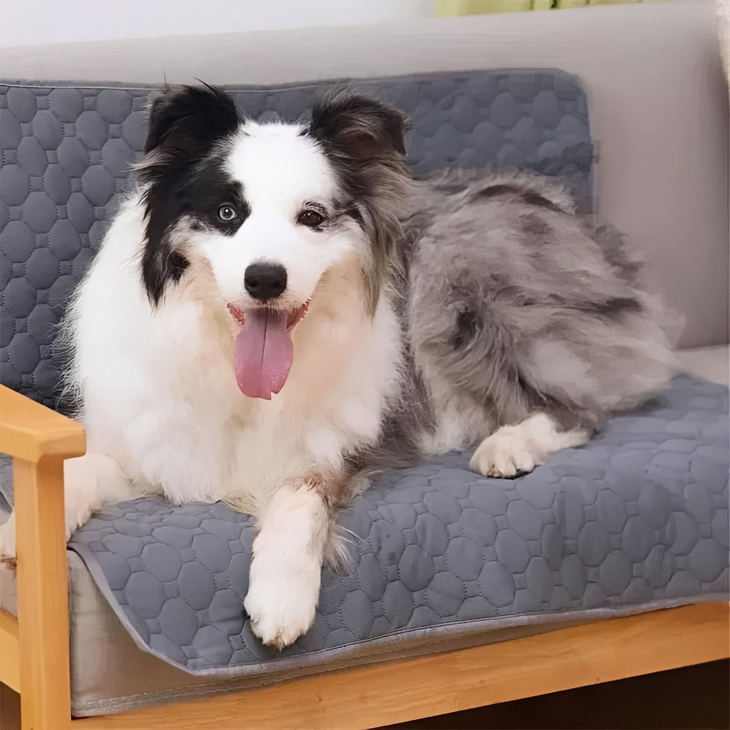 Pet Training Pads for Indoor Dog Accidents