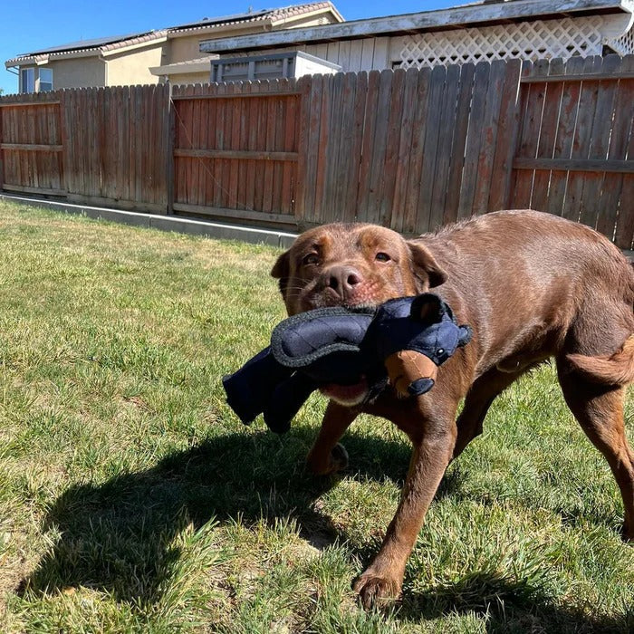 Strong Teddy Guard Dog Toy