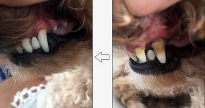 Pet Dental Care | Teeth Health Solution with Natural Ingredients | Effective Stain Removal for Optimal Oral Hygiene